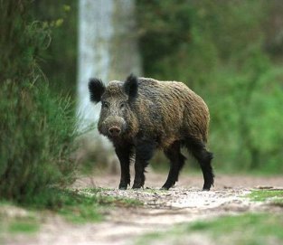 Anykščių rajone nustatytas Afrikinio kiaulių maro atvejis