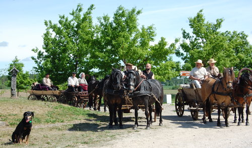 Tradicinio kinkinių žygio „Su žemaitukais į „Bėk bėk, žirgeli!“ dalyviai atkeliauja į Traupį