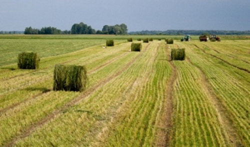 Pasėlių deklaravimas prasidės balandžio 20 d.