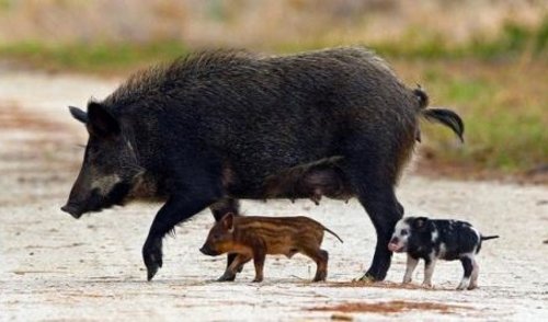 Nustatytas naujas Afrikinio kiaulių maro atvejis Anykščių rajone