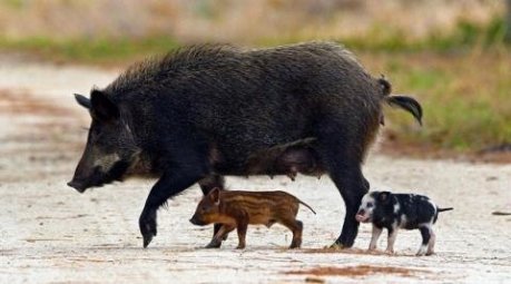 Nustatytas naujas Afrikinio kiaulių maro atvejis Anykščių rajone