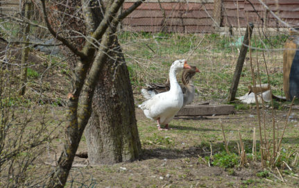 Pagalba įsigyjant ūkinius gyvūnus, išskyrus kiaules