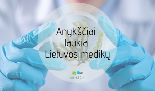 ANYKŠČIAI LAUKIA LIETUVOS MEDIKŲ