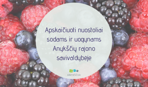 Apskaičiuoti nuostoliai sodams ir uogynams Anykščių rajono savivaldybėje