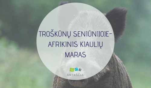 TROŠKŪNŲ SENIŪNIJOJE- AFRIKINIS KIAULIŲ MARAS