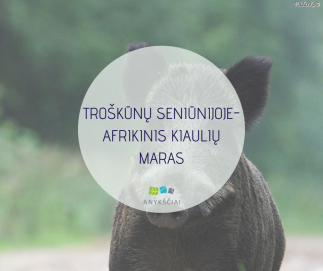TROŠKŪNŲ SENIŪNIJOJE- AFRIKINIS KIAULIŲ MARAS