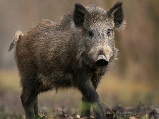  ANYKŠČIŲ RAJONE SUMEDŽIOTAS TRICHINELIOZE IR AFRIKINIU KIAULIŲ MARU UŽSIKRĖTĘS ŠERNAS