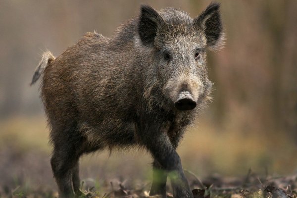  ANYKŠČIŲ RAJONE SUMEDŽIOTAS TRICHINELIOZE IR AFRIKINIU KIAULIŲ MARU UŽSIKRĖTĘS ŠERNAS