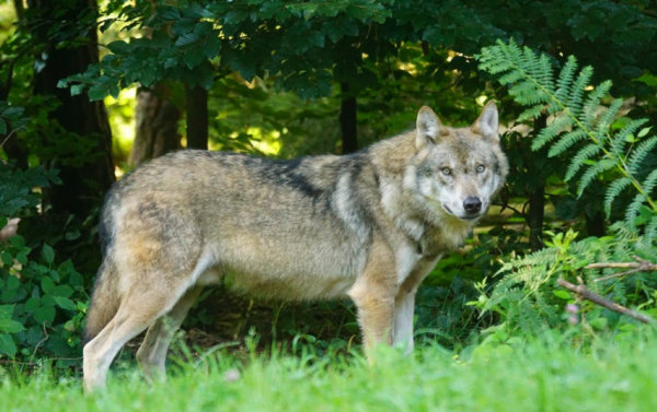 Ūkininkai vėl galės kreiptis paramos ir įsigyti nuo vilkų saugančių elektrinių aptvarų