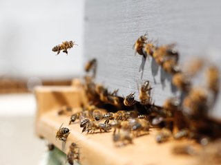 Bitininkai kviečiami kreiptis paramos dėl papildomo bičių maitinimo