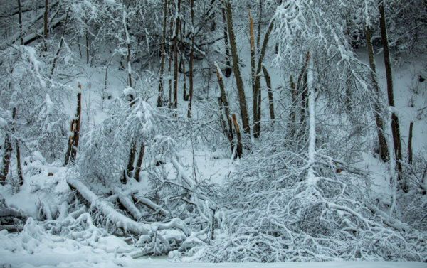 Gausiai prisnigo miškuose: ką reikia žinoti lankytojams ir miško savininkams?