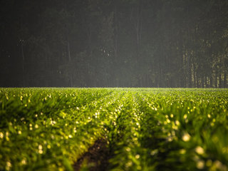 Nustatyta paramos už žemės ūkio naudmenas ir kitus plotus teikimo tvarka
