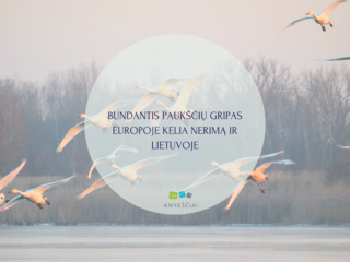 BUNDANTIS PAUKŠČIŲ GRIPAS EUROPOJE KELIA NERIMĄ IR LIETUVOJE