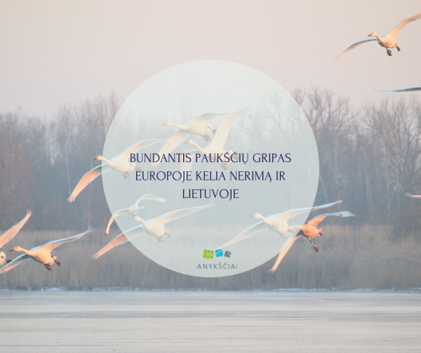 BUNDANTIS PAUKŠČIŲ GRIPAS EUROPOJE KELIA NERIMĄ IR LIETUVOJE
