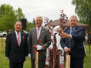 Japonų iniciatyva gausėja Kurklių sakurų parkas