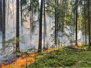 Miškų gaisringumas šalyje siekia aukščiausią lygį – miškininkai prašo miške poilsiauti atsakingai