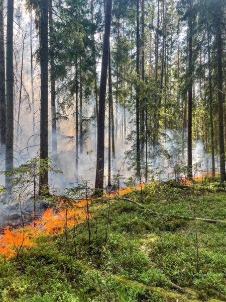 Miškų gaisringumas šalyje siekia aukščiausią lygį – miškininkai prašo miške poilsiauti atsakingai