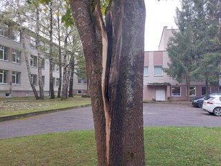 Anykščių Antano Vienuolio progimnazijos kieme pašalintas pavojų kėlęs dvišakis klevas