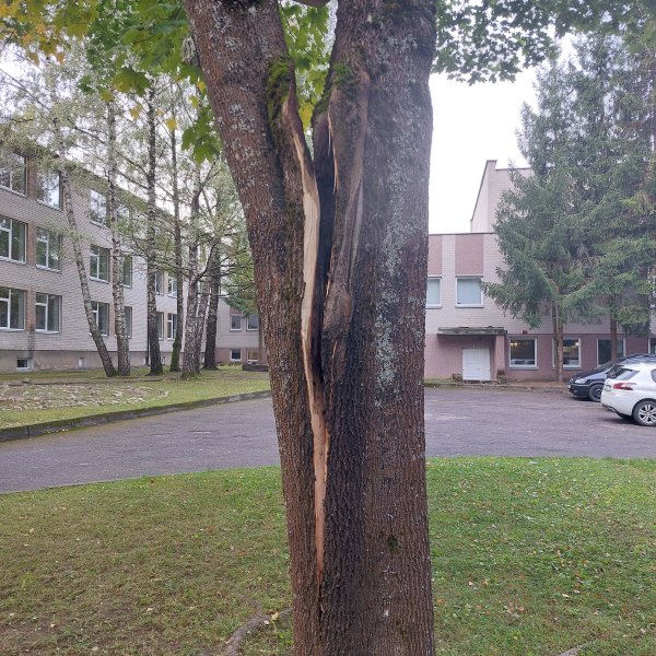 Anykščių Antano Vienuolio progimnazijos kieme pašalintas pavojų kėlęs dvišakis klevas