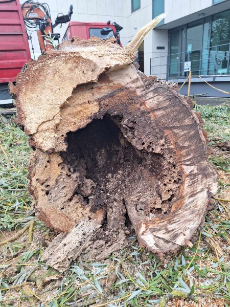 ŠALIA ANYKŠČIŲ KULTŪROS CENTRO PAŠALINTAS PAVOJŲ KĖLĘS BALTASIS GLUOSNIS