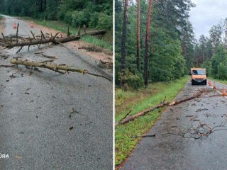 Kelininkai tęsia darbus siaučiant audrai – šalinami šimtai kritusių medžių