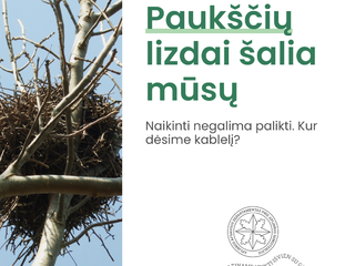 Nauja atmintinė: kada ir kaip galima perkelti arba ardyti laukinių paukščių lizdus